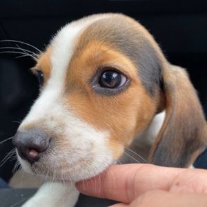 Meet your Posher, Noah